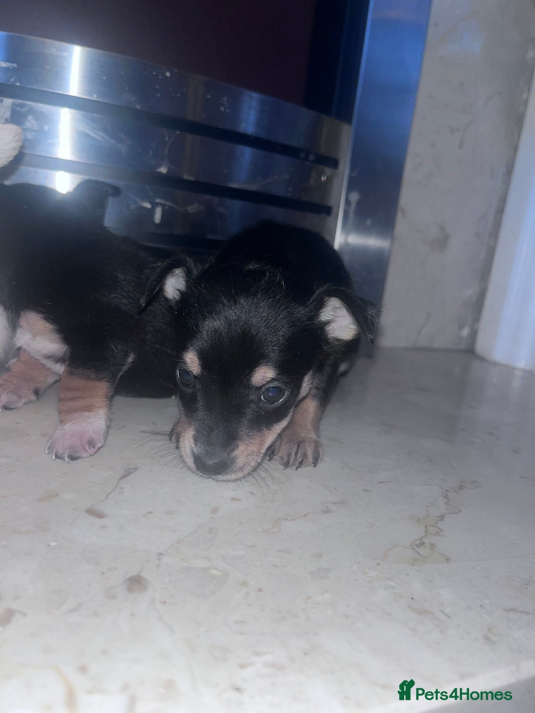 Chorkie dogs for sale: Chorkie  - Advert 7