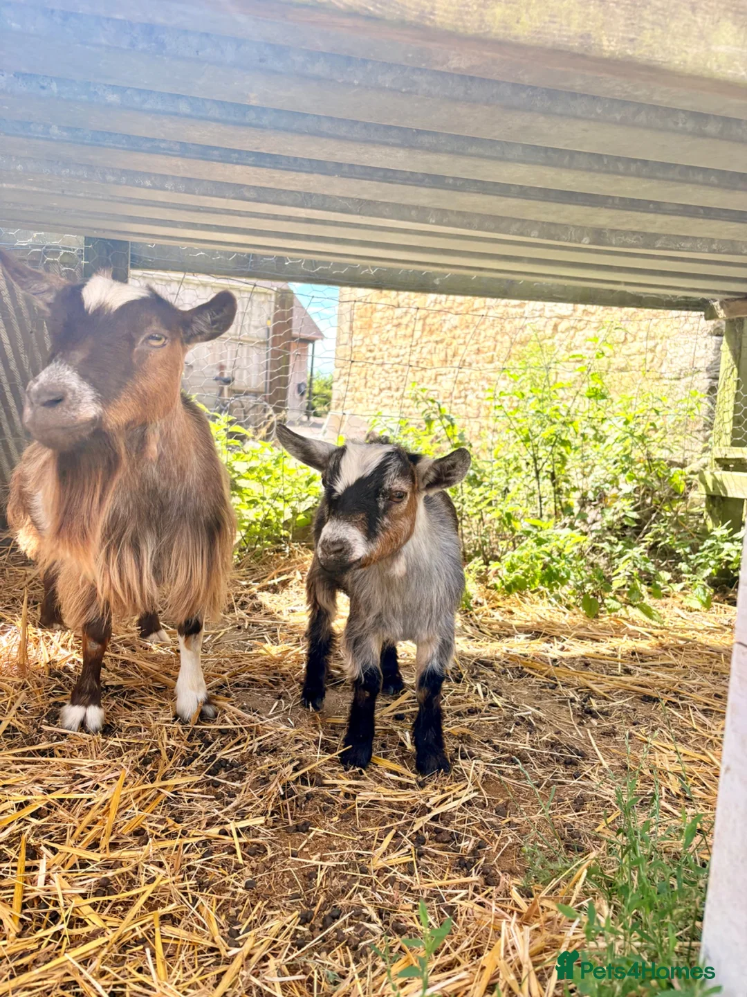 Goats livestock for sale: Pygmy goats  - Advert 8