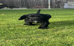 Cocker Spaniel dogs for sale: *READY TO LEAVE* Cocker Spaniel puppies  - Advert 6