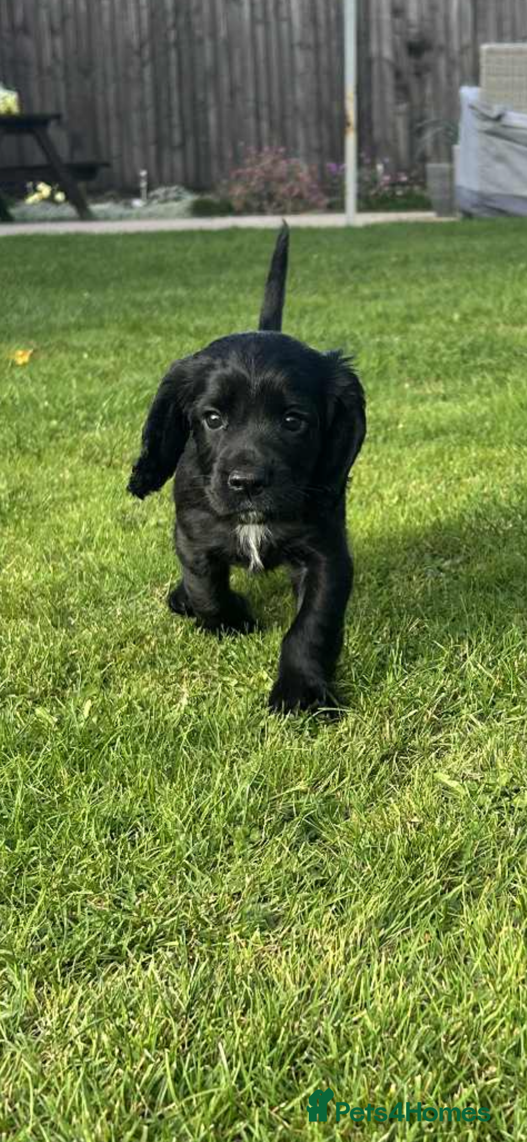Cocker Spaniel dogs for sale: *READY TO LEAVE* Cocker Spaniel puppies  - Advert 6