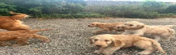 Cockapoo dogs for sale: Stunning Standard Cockapoos  - Advert 15