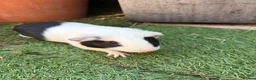 Guinea Pig rodents for sale: 2 beautiful black and white brother and sister  in Chigwell - Advert 1