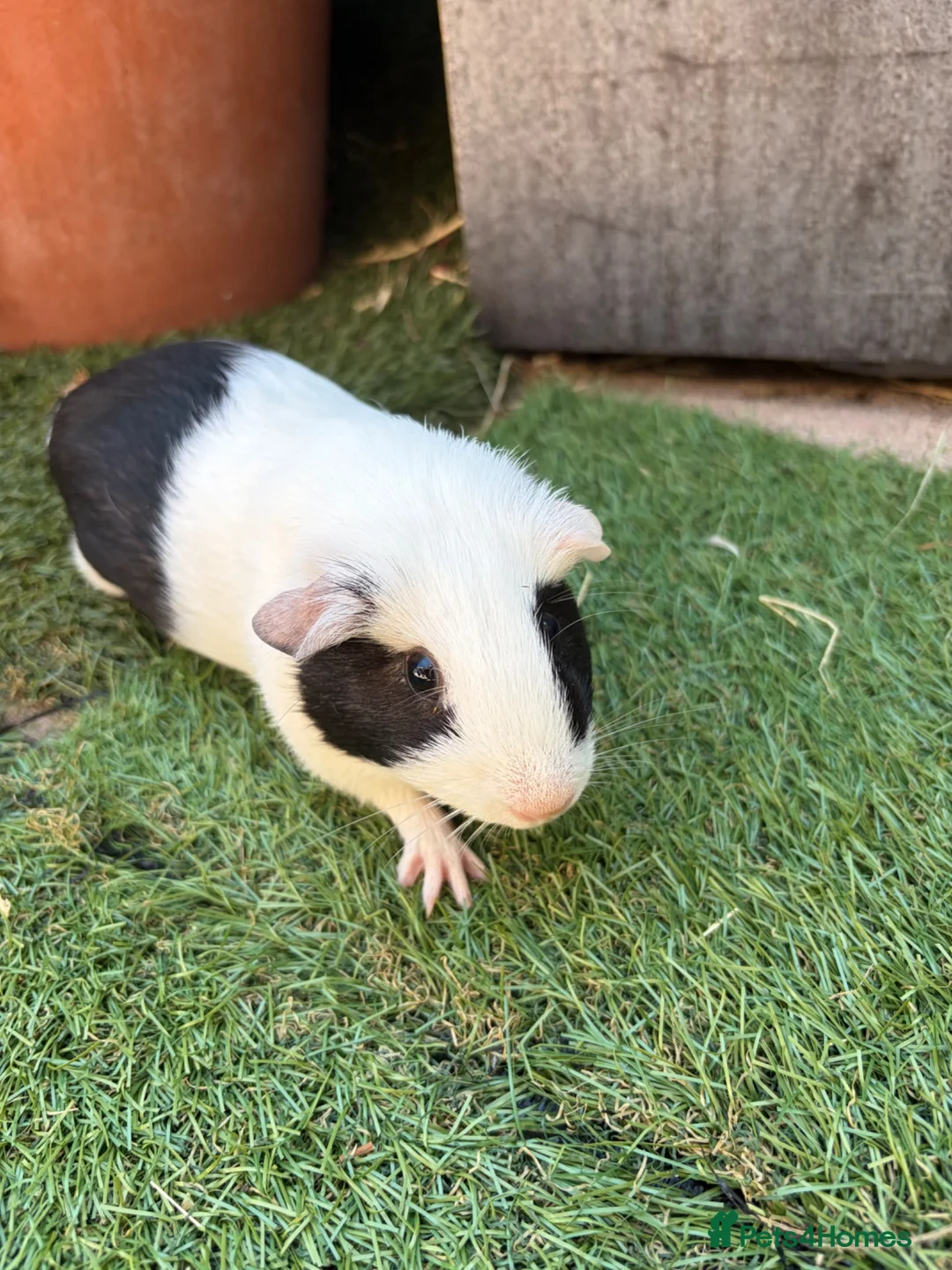 Guinea Pig rodents for sale: 2 beautiful black and white brother and sister  in Chigwell - Advert 1