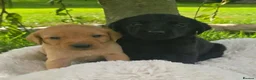 Labrador Retriever dogs for sale: *Beautiful kc, Dna clear labrador puppies* - Advert 1