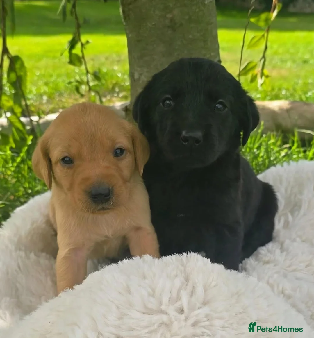 Labrador Retriever dogs for sale: *Beautiful kc, Dna clear labrador puppies* - Advert 1
