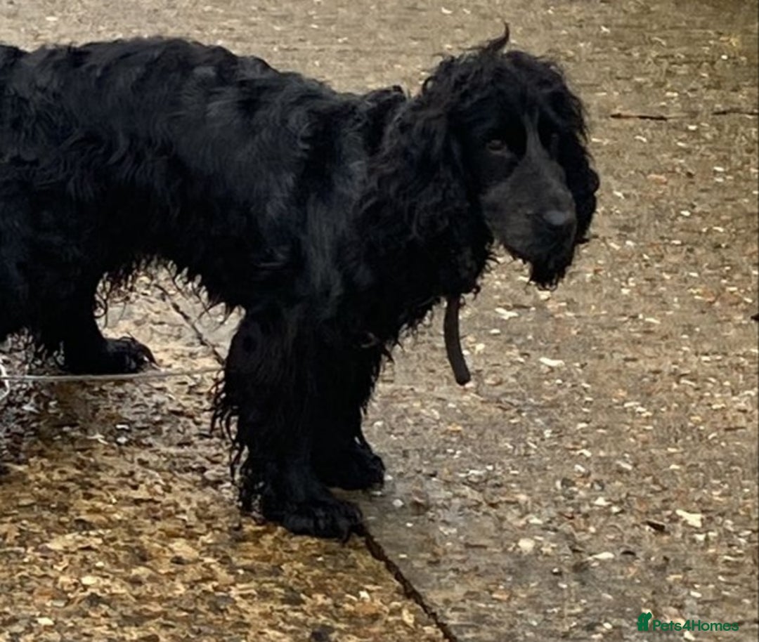 Cockapoo dogs for sale: F1 type cockepoos  - Image 17