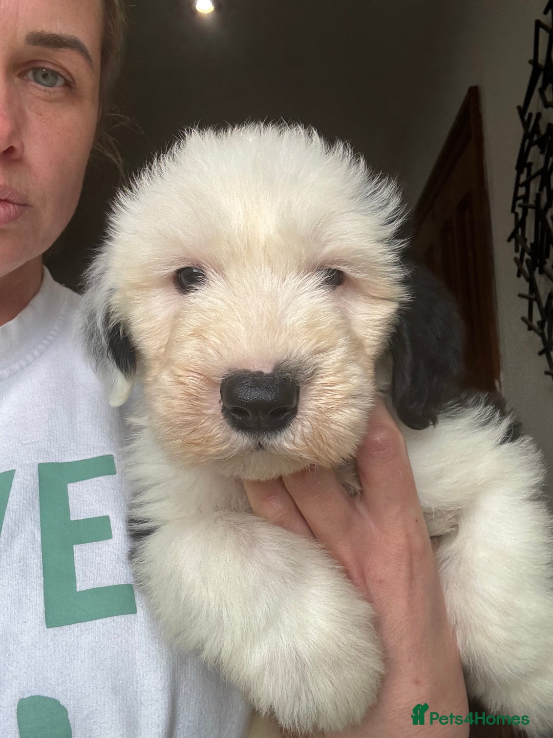 Old English Sheepdog dogs for sale: Extensively health tested KC registered OES  - Advert 3