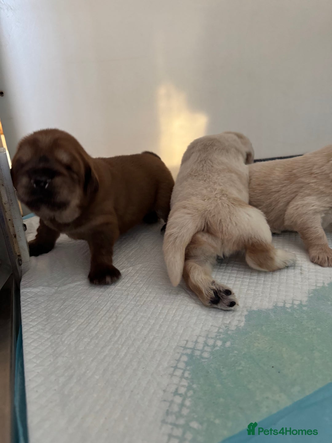 Tibetan Mastiff dogs for sale: Chinese Tibetan mastiff pups  - Image 23