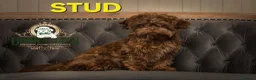Shih Tzu dogs for sale: Imperial shih tzu puppies  in Walsall - Advert 5