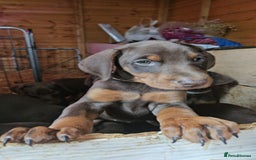 Dobermann dogs for sale: Elite Class World Champion Pedigree Pups KC'D - Image 7