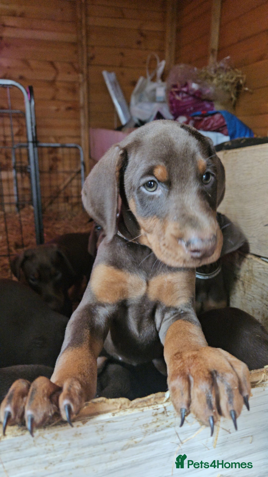 Dobermann dogs for sale: Elite Class World Champion Pedigree Pups KC'D - Image 7