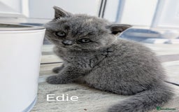 British Shorthair cats for sale: GCCF Registered British Shorthair Kittens for Sale - Image 14