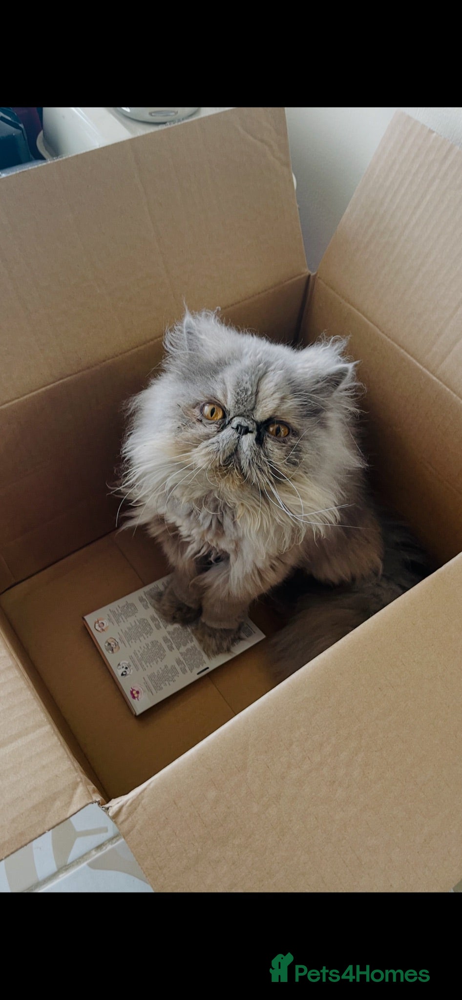 Persian cats Female Pedigree Persian - Advert 9