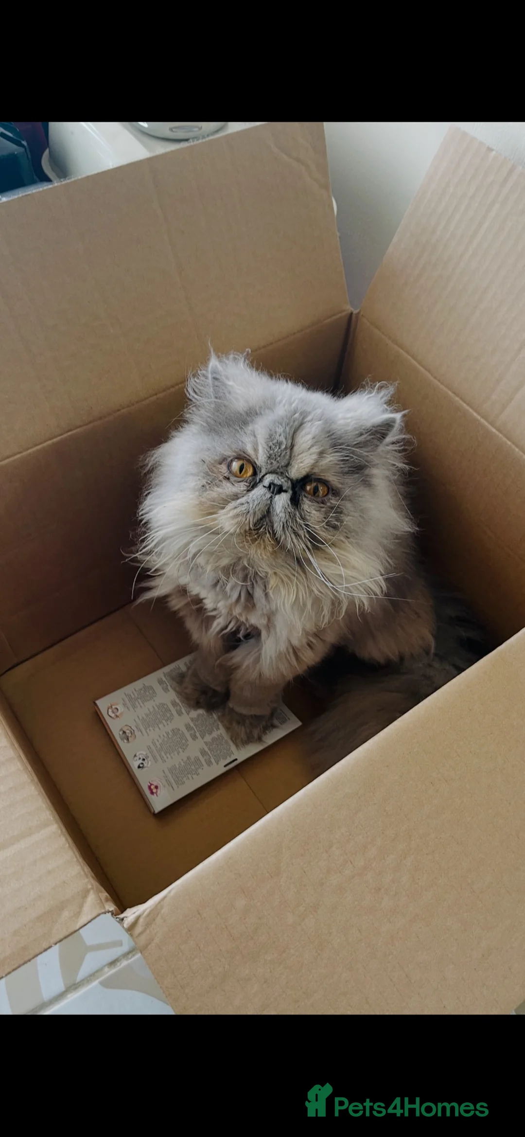 Persian cats for sale: Female Pedigree Persian - Advert 1