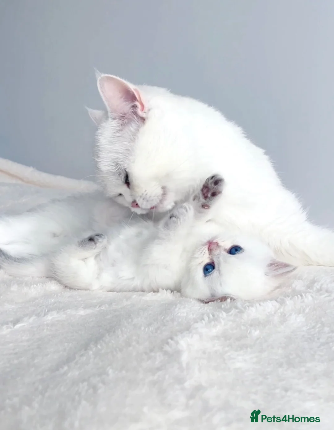 British Shorthair cats for sale:     Exclusive VivaFold Blue-Eyed Kittens - Advert 8