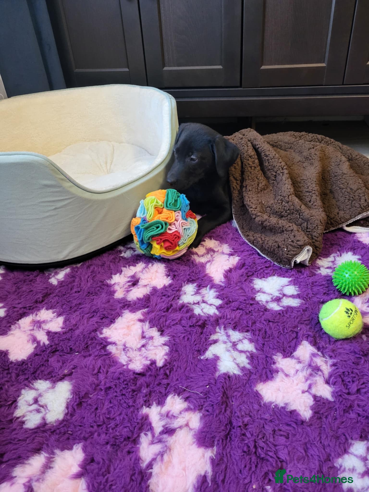 Labrador Retriever dogs KC registered Labrador Retriever boy - Advert 5