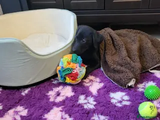 Labrador Retriever dogs KC registered Labrador Retriever boy - Advert 5