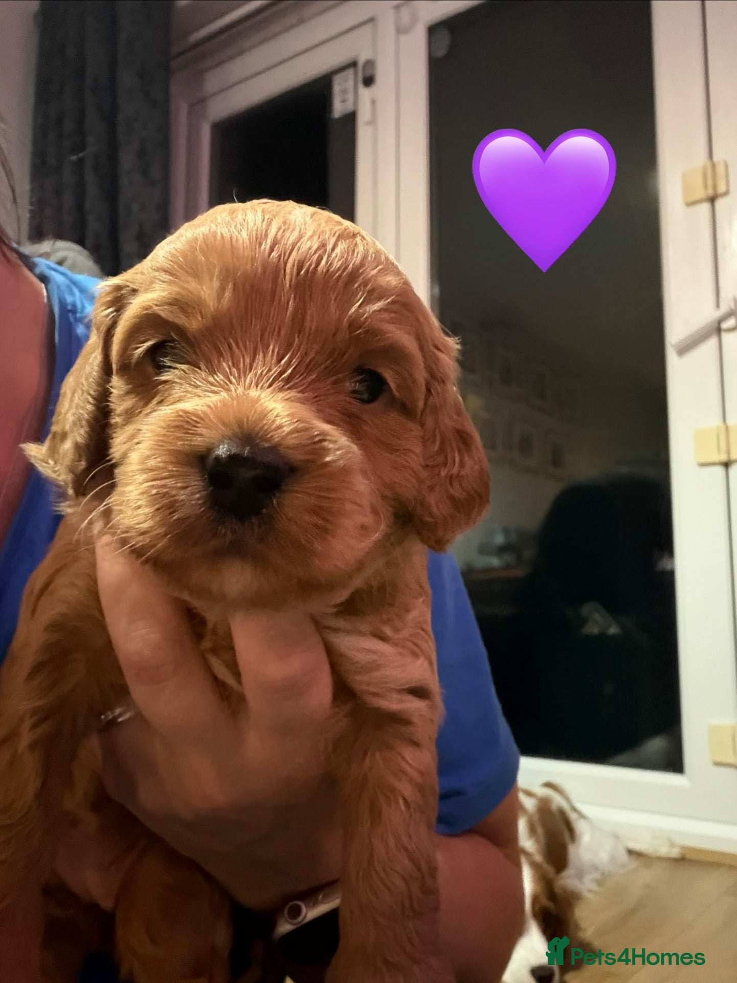 Cavapoo dogs F1 Cavapoo Puppies  - Advert 2