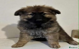 German Shepherd dogs for sale: German shepherd pups  - Image 25