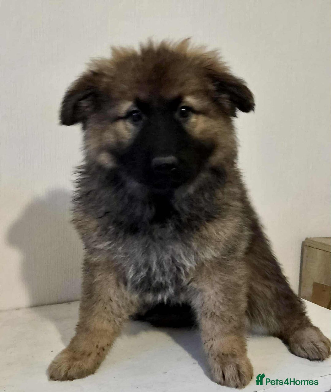 German Shepherd dogs for sale: German shepherd pups  - Image 25