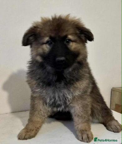 German Shepherd dogs - Advert 2