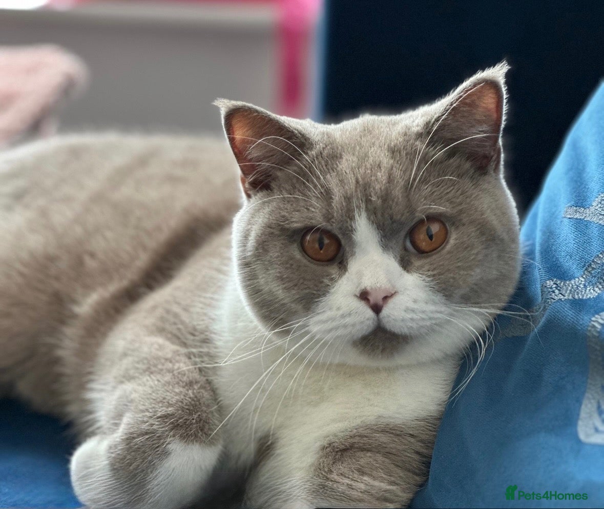 British Shorthair cats Sweet Male Cat + Automatic Feeders - Advert 18
