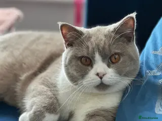 British Shorthair cats Sweet Male Cat + Automatic Feeders - Advert 18