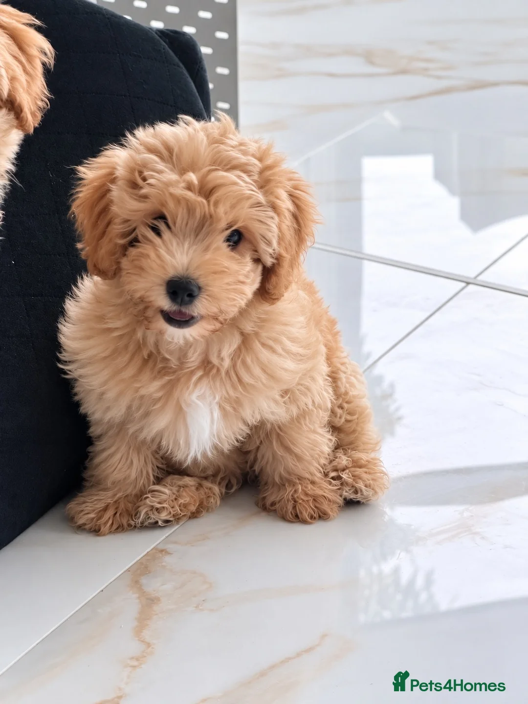 Shihpoo dogs for sale: REDUSEC Two left- SHIHPOO × TOY POODLE PUPPIES - Advert 2