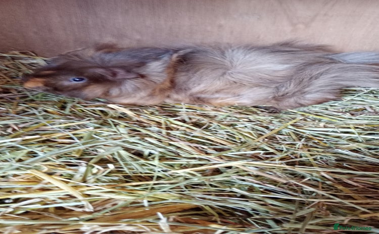 Guinea Pig rodents - Advert 6