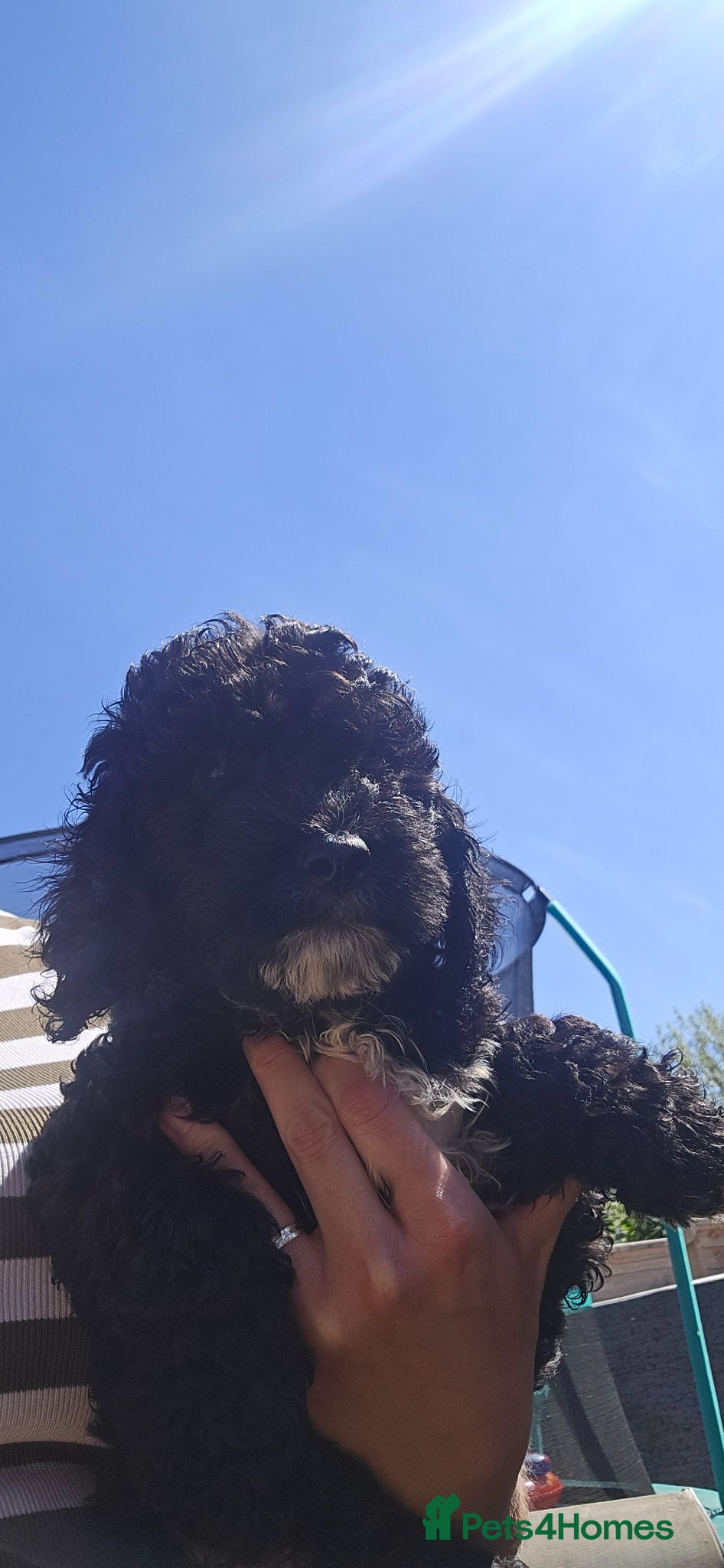 Cockapoo dogs 2 boys left blue and orange colar f2 cockapoos  - Advert 13