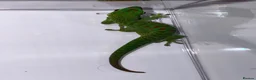 Gecko reptiles for sale: Giant day gecko Phelsuma Grandis - Advert 2