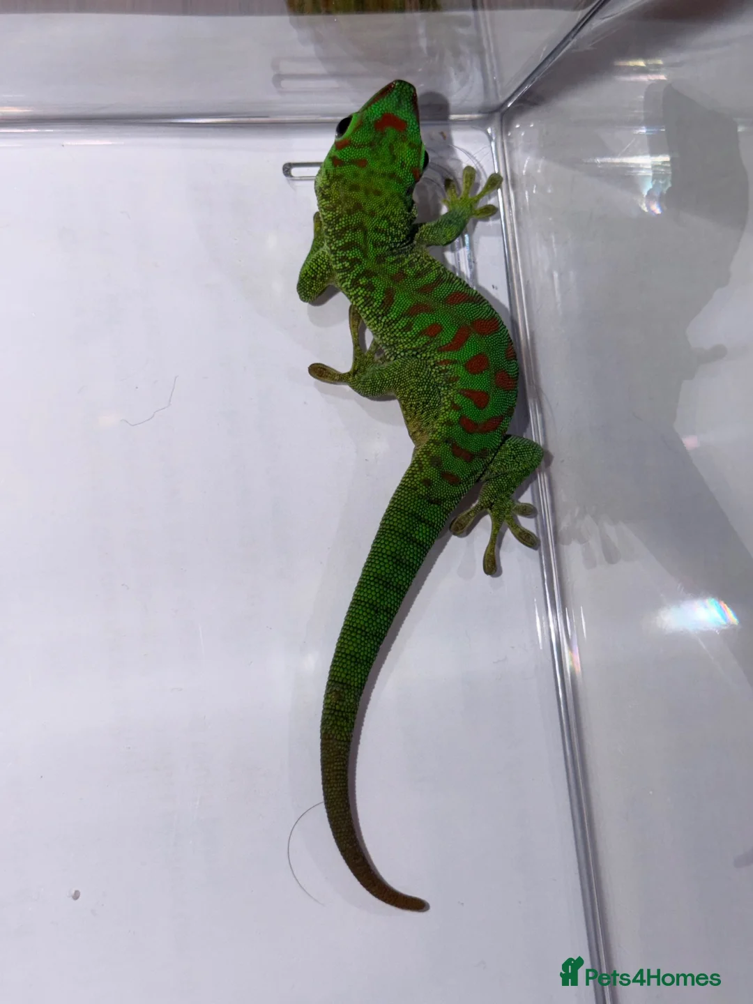 Gecko reptiles for sale: Giant day gecko Phelsuma Grandis - Advert 2