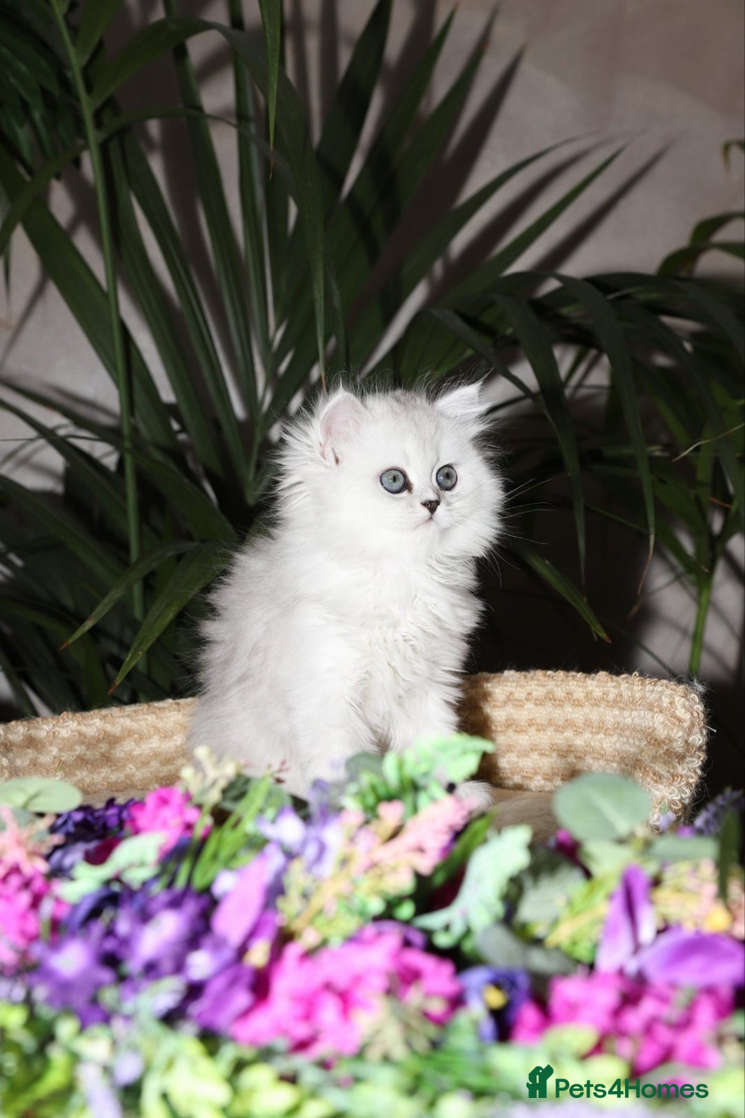 Persian cats for sale: Stunning Chinchilla Persian Kittens-Ready to go 💕 - Advert 15