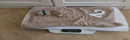 Golden Retriever dogs for sale: Golden Retriever puppies - Advert 16