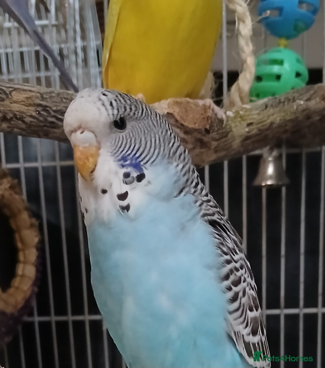 Budgerigars birds 4 budgies for sale with large cage - Advert 5