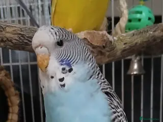 Budgerigars birds 4 budgies for sale with large cage - Advert 5