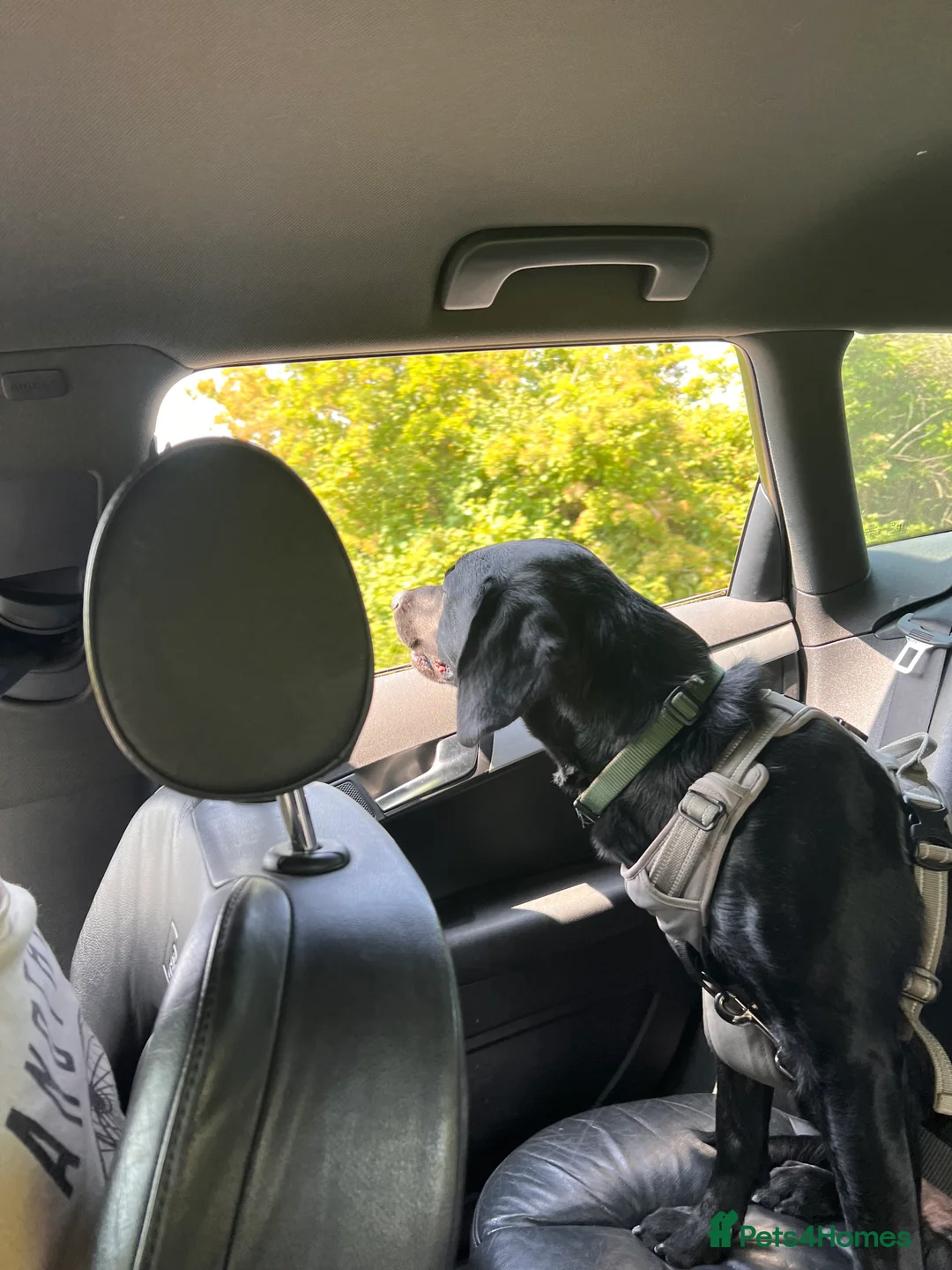 Springador dogs for sale: Springador looking for a new home  - Advert 4