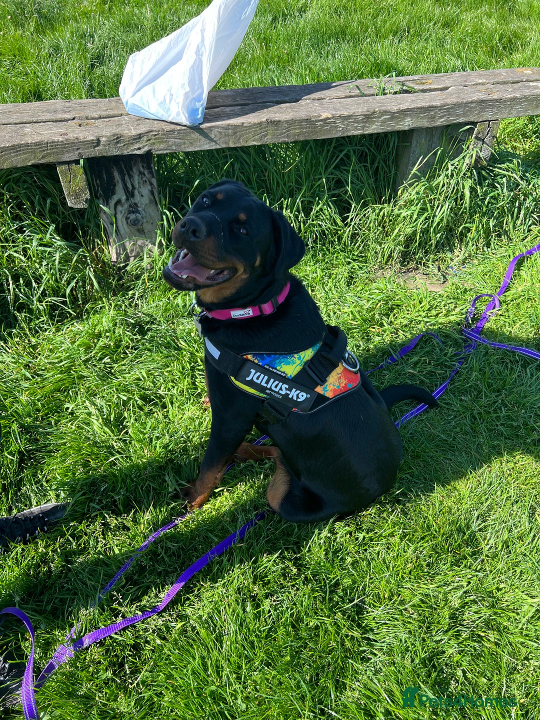 Rottweiler dogs for sale: 3 year old Rottweiler Female - Image 7
