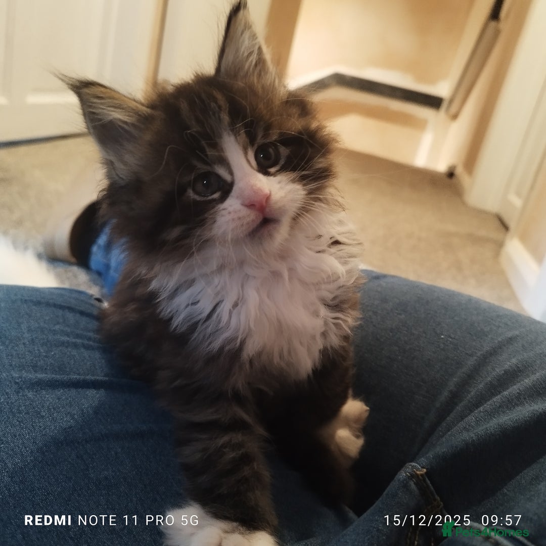 Maine Coon cats for sale: Maine coon kittens for sale - Advert 10