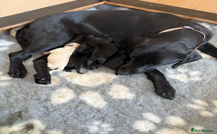 Labrador Retriever dogs - Advert 9