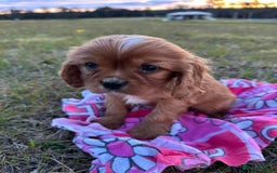 Cavalier King Charles Spaniel dogs for sale: Purebred Cavalier King Charles Spaniel Puppies - Image 6