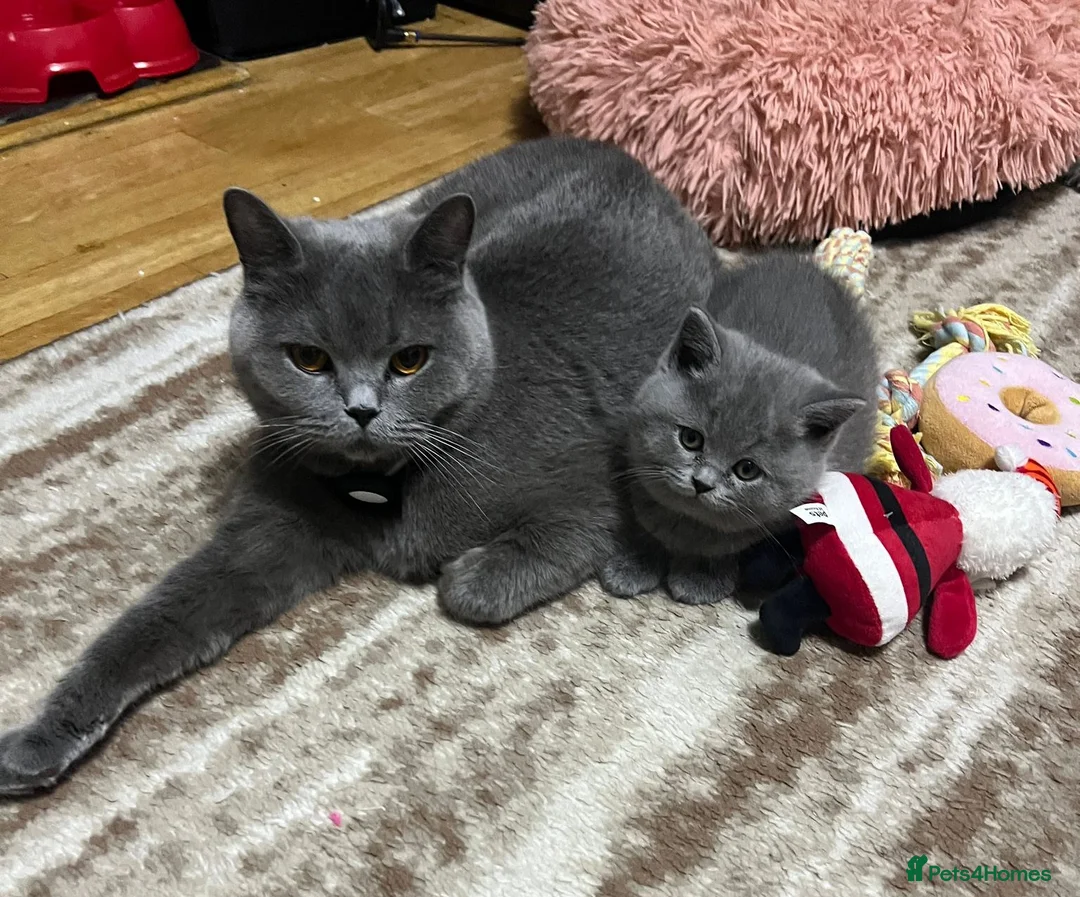 British Shorthair cats for sale: Stunning BBS – GCCF Champion Line -1 Boy & 1 Girl  - Advert 7