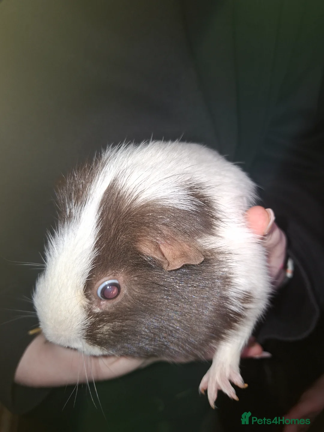 Guinea Pig rodents for sale: 1 Male Guniea Pig with cage and hay. in Telford - Advert 2