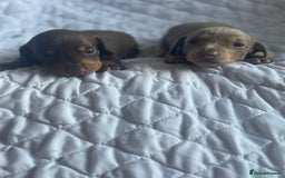 Miniature Dachshund dogs for sale: Kennel club registered dachshund puppys PRA clear  - Image 4