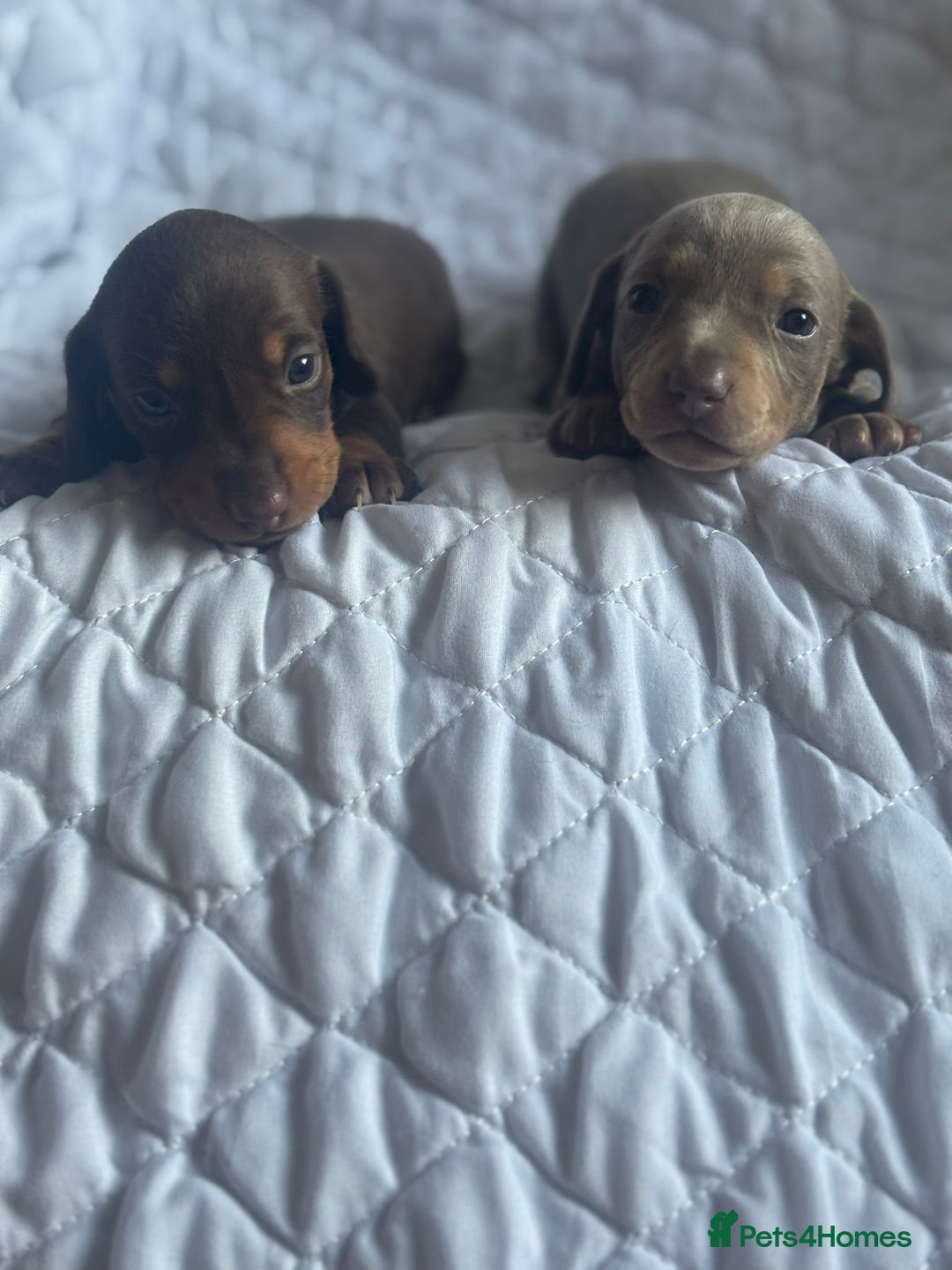 Miniature Dachshund dogs for sale: Kennel club registered dachshund puppys PRA clear  - Image 4