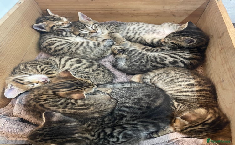 Mixed Breed cats - Advert 16
