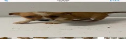 Jack Russell dogs for sale: Jack Russell puppies ready to leave  - Advert 10