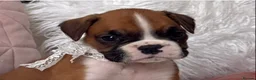 Boxer dogs for sale: Beautiful boxer puppies  - Advert 4
