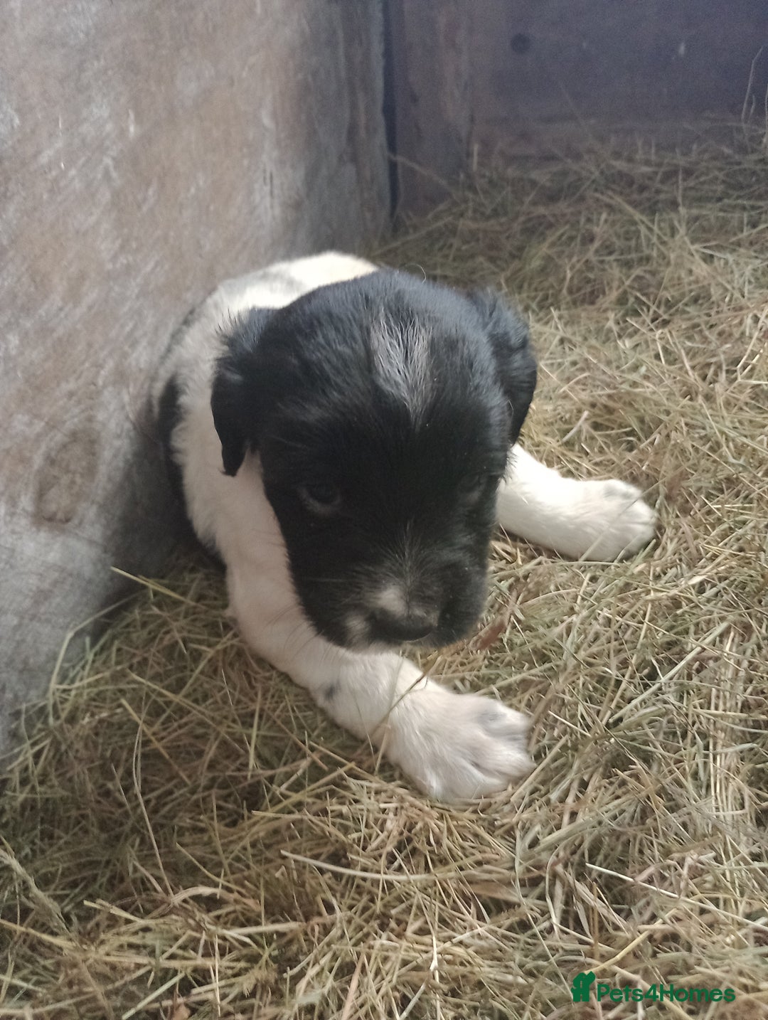 English Springer Spaniel dogs for sale: Adorable English springer spaniels - Image 3
