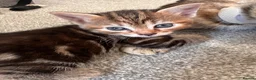 Mixed Breed cats for sale: Bengal cross kittens - Advert 9